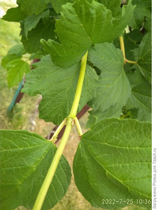 Наросты, видно плоховато, но видно.