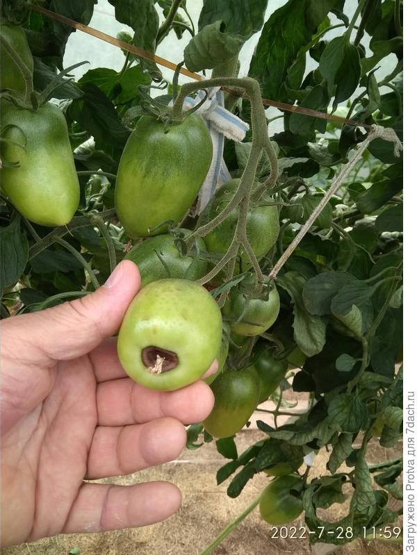 Вершинная гниль