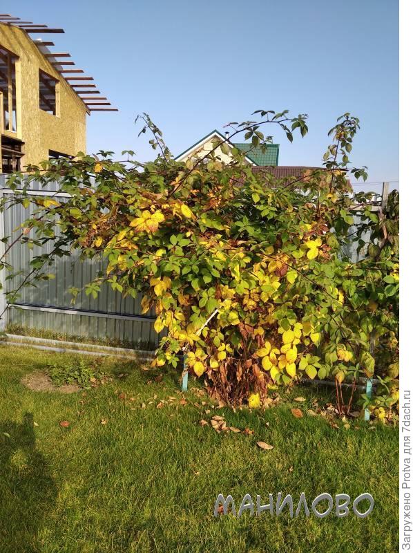 фото от 14.10.2020 с правой стороны куста - малина.