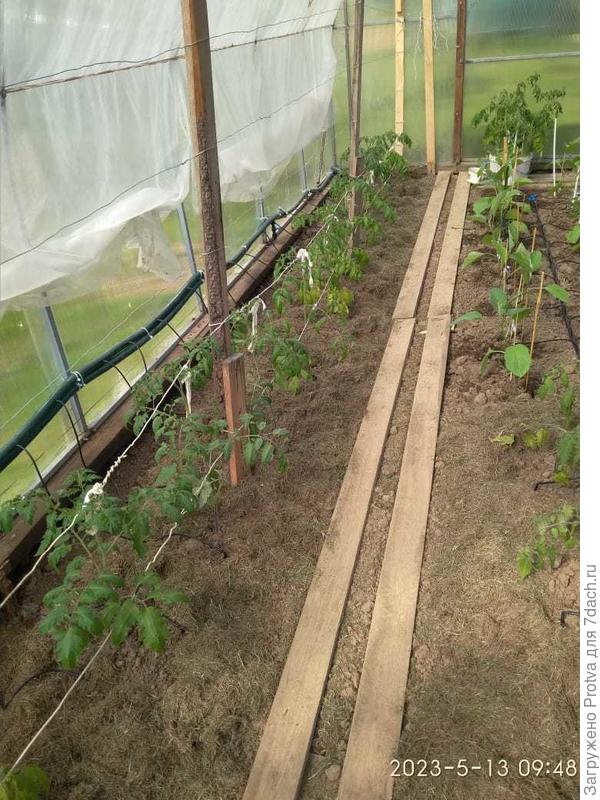 Пару дней как высадили.