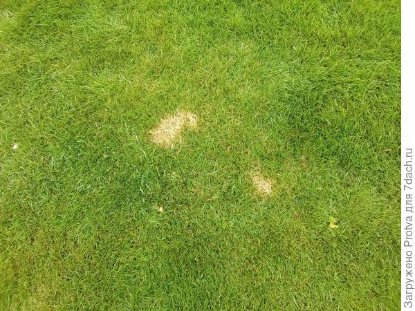 таких пятен штук 15