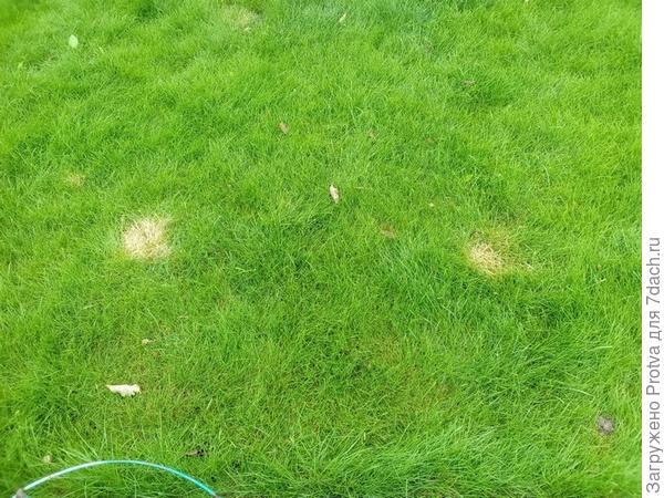 Такие выжженные пятна теперь по всему газону