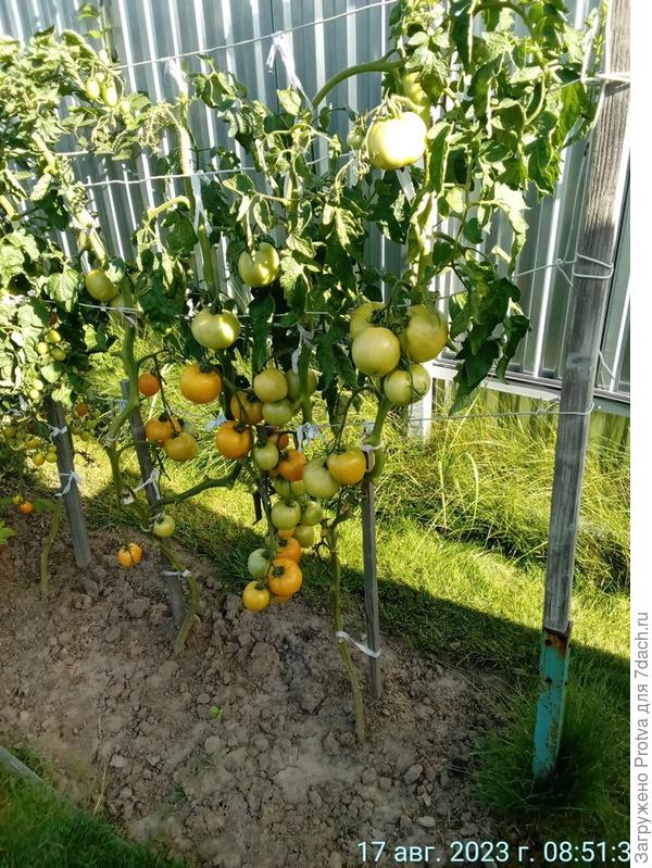 На улице. Часть плодов уже снята. 17.08.2023