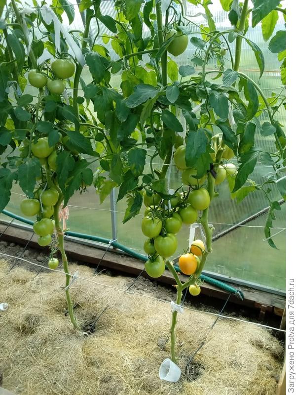 В теплице. 01.08.2023