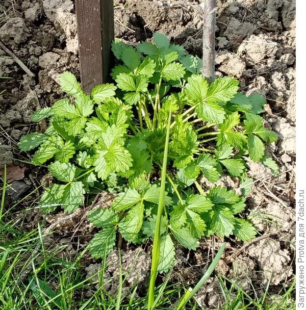 Незнакомка