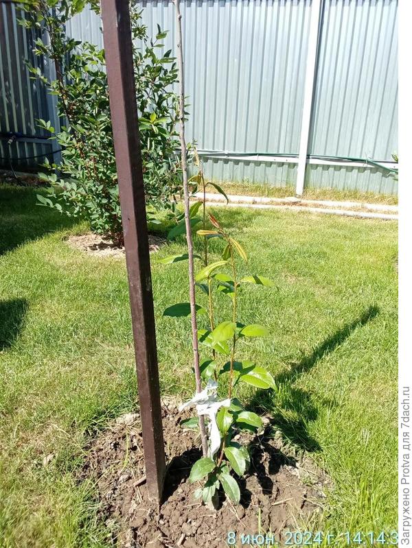 восстановление погибшего саженца