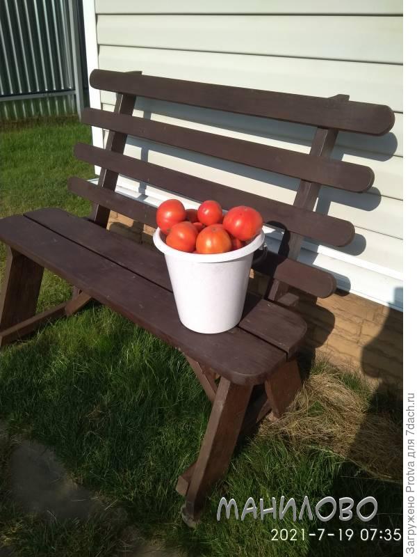 Первый урожай