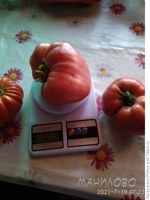 Тоже с больного куста