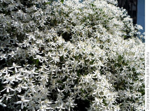 жгучий клематис