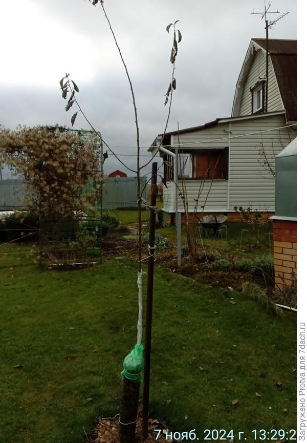 Внизу труба из рубероида заполненная сосновым опадом. Корни еще не укрыты тем же опадом.