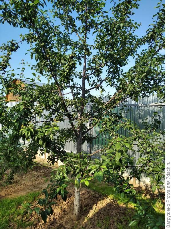 Фото 2020 года. Сейчас высота около 4м, выше расти не даю. А нижние ветки обрезаны.