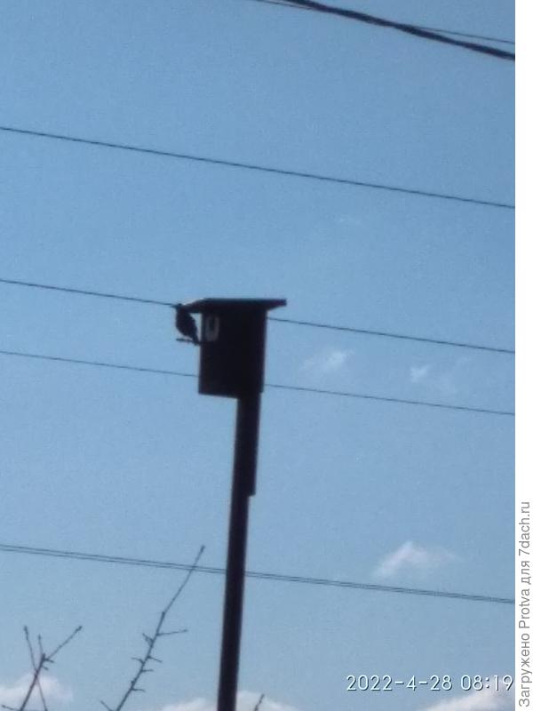 Первый скворечник