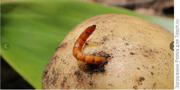 Проволочник