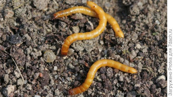 Проволочник