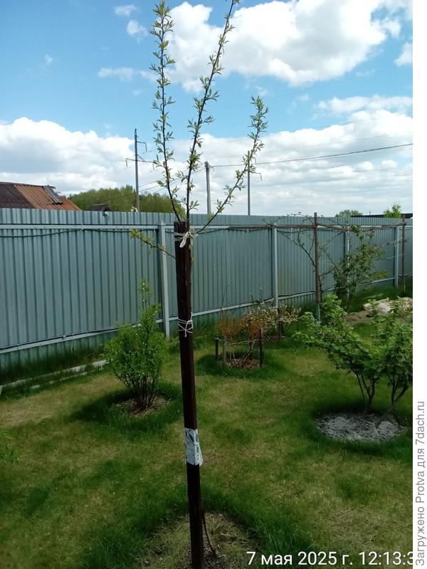 Второй год саженцу, корням третий