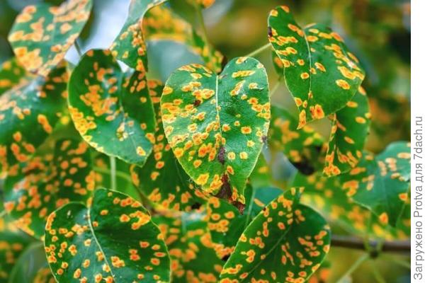 ржавчина на листьях