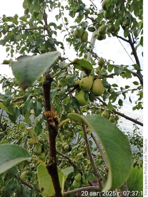 оса за сбором