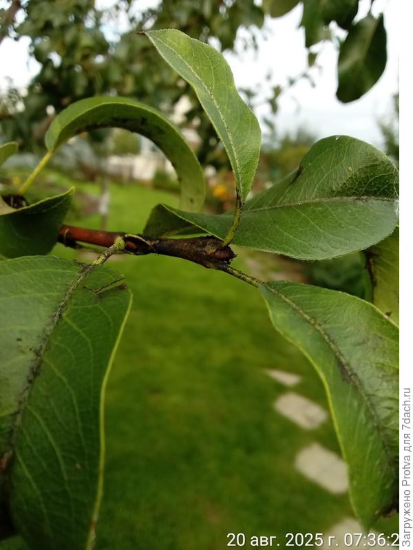 пораженная веточка