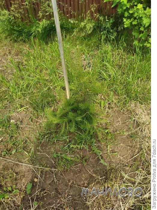 Привезенное недоразумение.