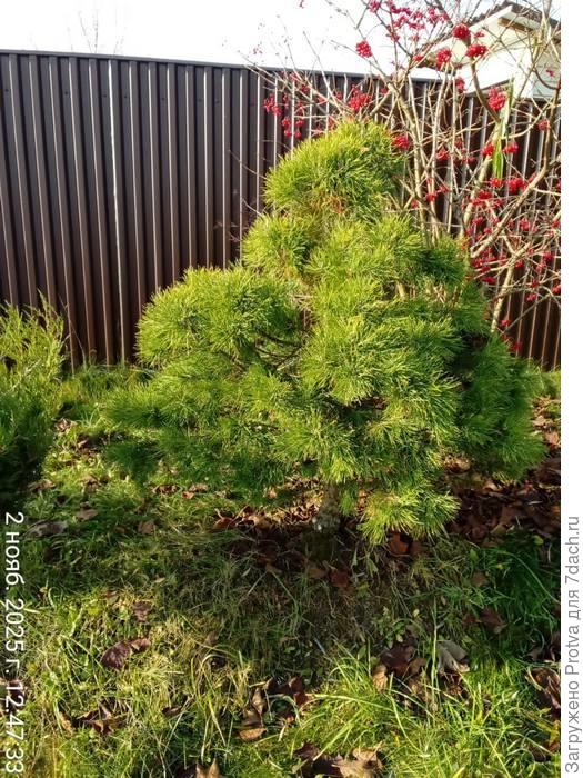 10 лет ежегодного укорачивания прироста наполовину.