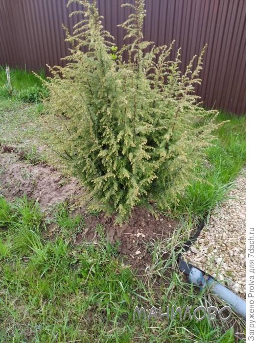 А это можжевельник, за которым собственно и ездили в лес.