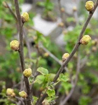 почки пораженные клещем