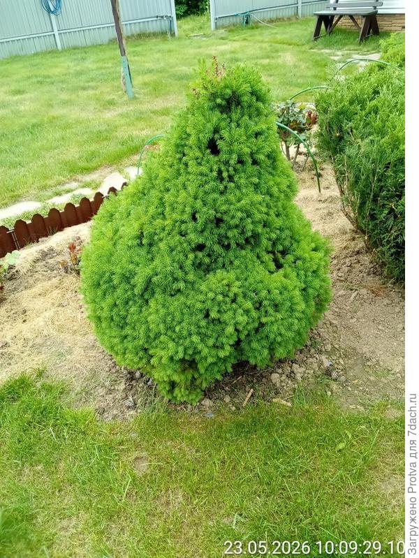 Коника