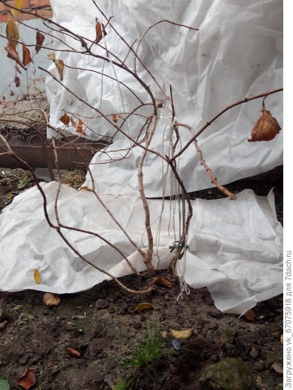 Оля,здравствуйте!!! Наконец-то сфотографировала мою гортензию.Подскажите,как мне ее лучше обрезать,чтобы куст сильно не загустить.Немного ли я оставила &quot;ног&quot;?