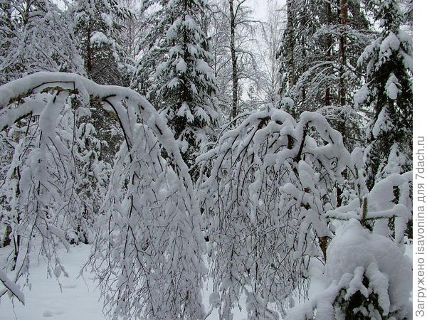 Зимний лес