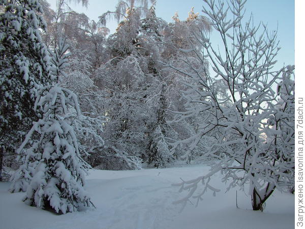 Зимний лес
