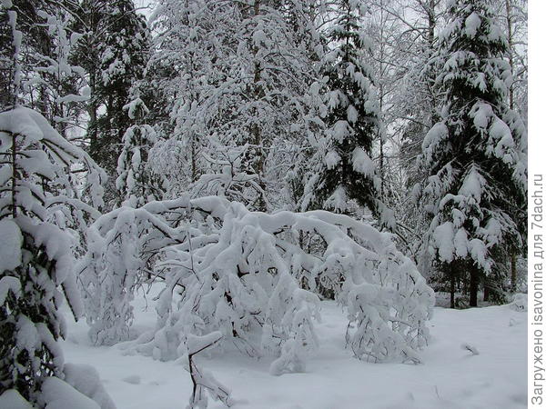 Зимний лес
