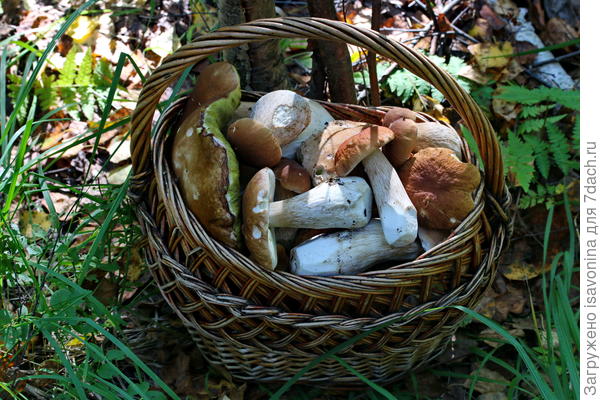 Целая корзина