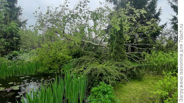 Дерево сломалось