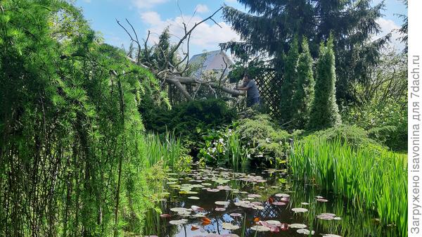 Сначала поработала секатором. Чувствовала себя опытным бобром