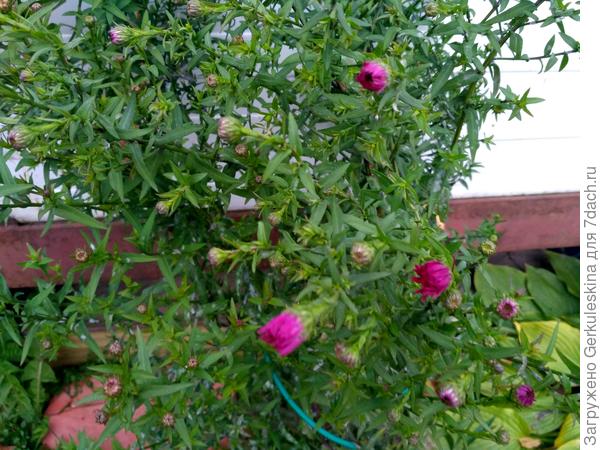 Астра новобельгийская Ройал Руби