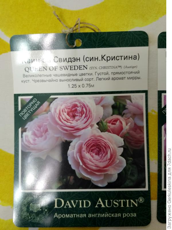 Qween of Sweeden