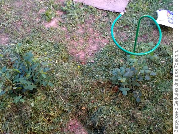 Посажена Crocus Rose