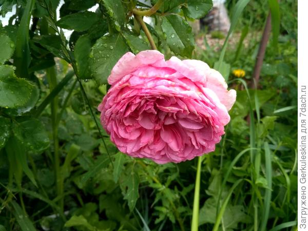 Princess Alexandra of Kent