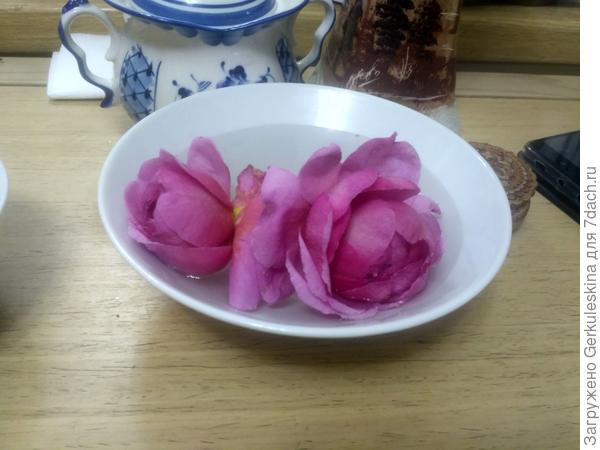 Октябрьские бутоны Принцессы Александры оф Кент