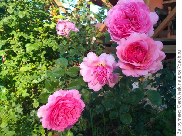 Александра оф Кент в Сентябре