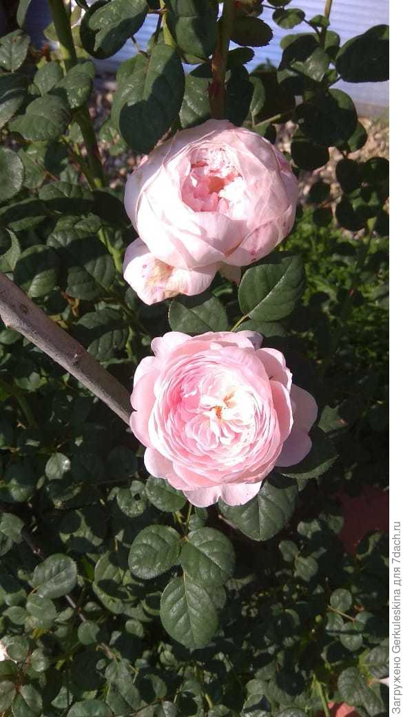 Qween of Sweeden 22.09.18