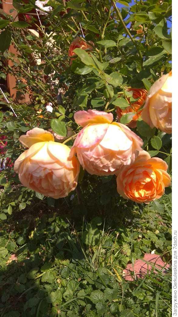 Lady of Shalott 22.09.18