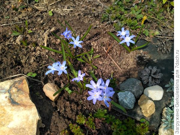 Голубая хионодокса