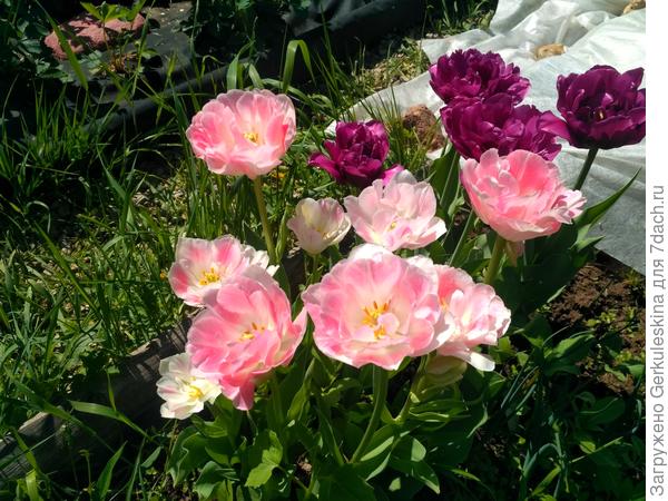 Тюльпаны цветут