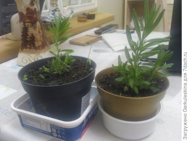 Сеянцам лаванды примерно 2,5 мес. А листики как пахнут! Ммм ...