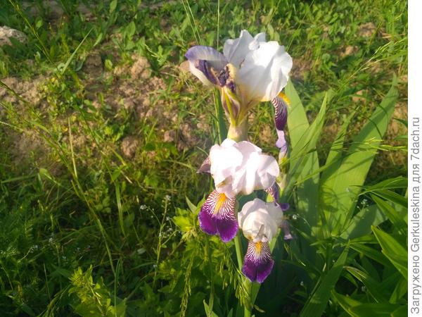 Ещё один незнакомец