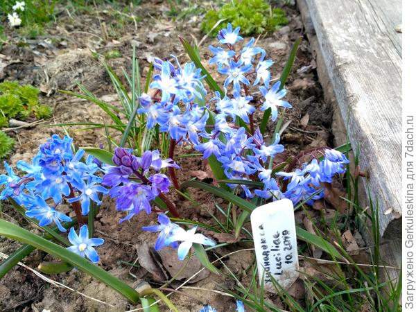 Хионодокса