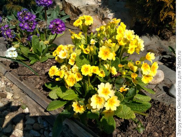 Примула жёлтая и мелкозубчатая