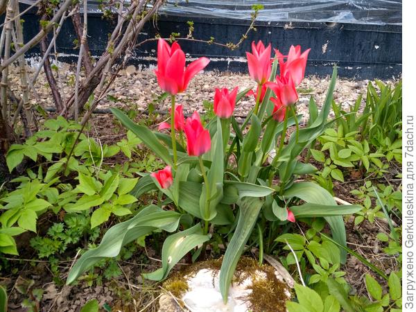 Тюльпаны