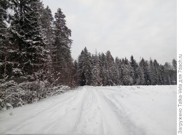 Зимняя прогулка
